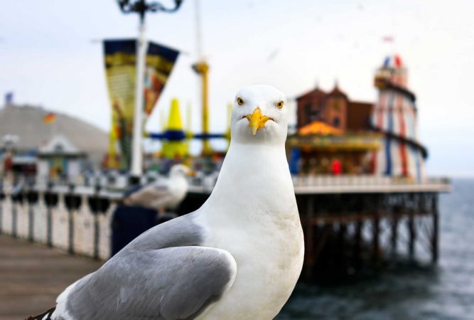 Seagull by Brighton Pier